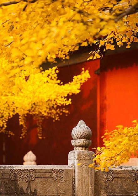 北京大觉寺。秋韵醉人。