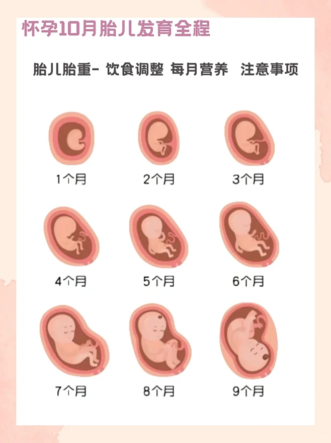 怀胎十月的孕育过程⚠️孕妈妈休息哦-花瓣网