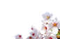 樱花   白色樱花