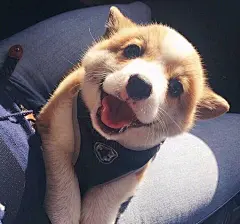 狗狗~(≧▽≦)/~