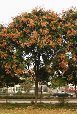 栾树