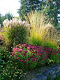 ornamental grasses