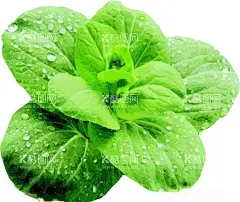 小白菜蔬菜矢量图  - 源文件下载【酷图网】小白菜,蔬菜,矢量图,插画,植物
