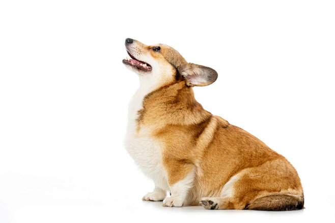 威尔士柯基犬 狗
