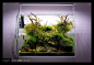 Favourites: display tank by Green AquaAnother beauty on the aquascape shops around Europe. Original composition and marvellously matured!: 