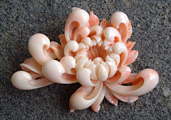 懂芯倩采集到物品