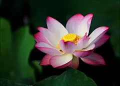荷塘荷花美景图片壁纸 第4页-ZOL桌面壁纸