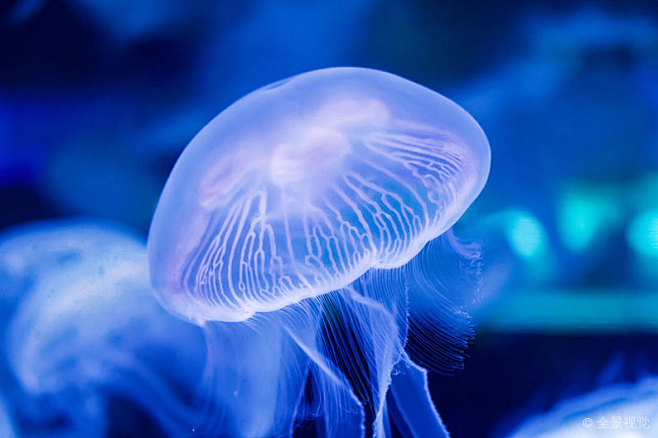 海洋生物水母全景网
