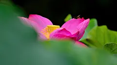 清新荷花摄影图片高清宽屏桌面壁纸