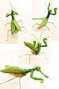 felt embroidery mantis フェルト刺繍立体昆・カマキリ by PieniSieni