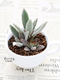 
#景天科##伽蓝菜属#【月兔耳】Kalanchoe tomentosa、【黑兔耳】Kalanchoe tomentosa 'Chocolate Soldier'
