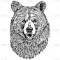 熊草图，背景透明的轮廓，手绘图解