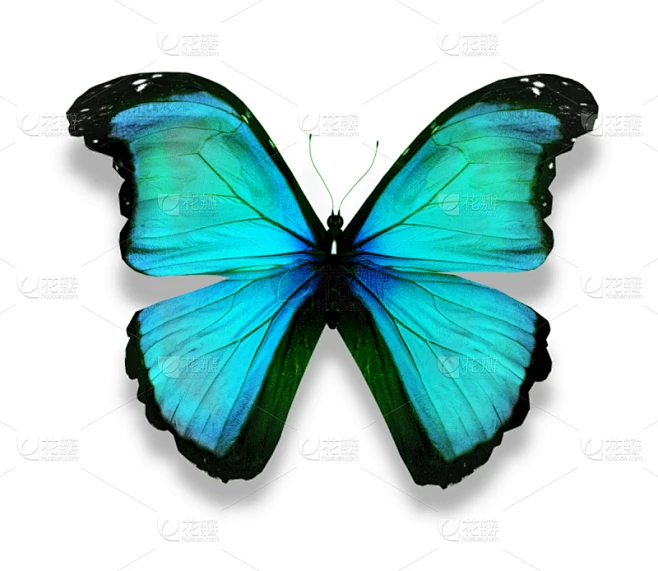 闪光蝶,分离着色,青绿色,白色,蝴蝶,水平画幅,夜晚,蓝色,抽象,夏天