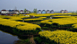 江苏最美的原生态油菜花乡村—江苏兴化黑高村。-中关村在线摄影论坛