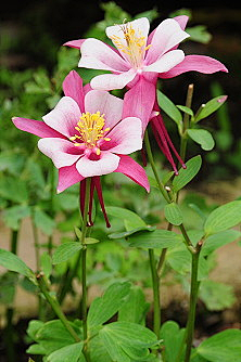 Amaranth2003采集到耧斗菜 Aquilegia