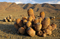 orange-copioapoa-cactus.jpg (1440×957)