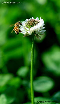 huhubanboo采集到蜜蜂