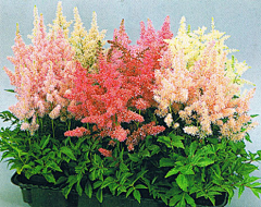 俞杭的珏芮采集到园艺