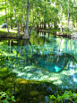碧绿碧绿的潭水，吉利温泉，佛罗里达州。