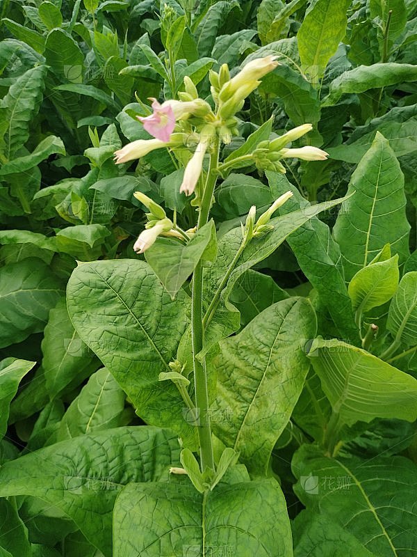 烟叶植物生长在农业亚洲和幼绿烟叶种植园在烟草领域。