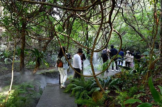 深圳打造“原始森林” 再现恐龙时代植物活...