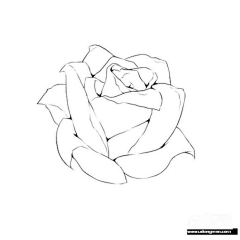 八孜采集到黑白花卉