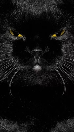 发呆的大橘_Arlin采集到狗狗猫猫
