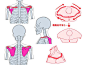圈重点这个要考！超详细讲解人体结构绘画技巧与人体肌肉分部画法