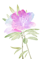 Flowers : Flowers are my sin. I love them in my house, in gardens, in cities, and in my illustrations. Here is a selection of flowers in my work.