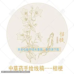 桔梗 手绘桔梗 药材 医草 手绘植物花草 手绘中草药 草药 中草药包装插画 桔梗包装插画 草本植物 中草药 中药本草纲目 百草集 手绘桔梗线描插画