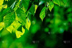 清新,环境,背景,自然,概念,叶子,园林,枝繁叶茂,壁纸,运动模糊