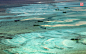 ，渔民在珊瑚礁盘上作业。西沙群岛海域海水清澈、洁净透明，最深能见度达到40米，在光影的映衬下，海水五光十色，变幻莫测，犹如仙境