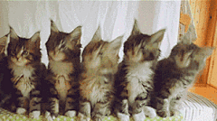 抖音猫猫点头表情图 抖音5只猫摇头蹦迪gif表情包分享 - 优游网