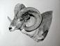 图片：超写实动物素描 : 在 Google 上搜索到的图片（来源：bbs1.people.com.cn）