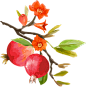Pomegranate Fruit Plant