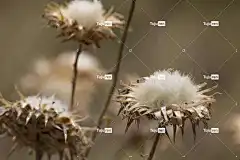 花朵 棉 全高清壁纸 桌面背景 花壁纸 棕色 美丽的壁纸 白色的