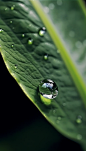 绿色植物叶子上雨滴二十四节气谷雨摄影图