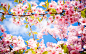 General 1920x1200 cherry blossom sky plants twigs