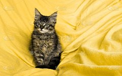 美丽的深色毛绒绒的小猫，黄色背景上的特写，概念贺卡背景壁纸的手机横幅，广告