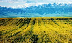 花花草草的世界最自由 安卓手机高清壁纸推荐