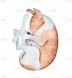 可爱的小狗蜷成一团睡觉。手绘水彩画在白色的背景，剪出艺术元素的设计，贴纸，儿童房间海报，婴儿派对邀请