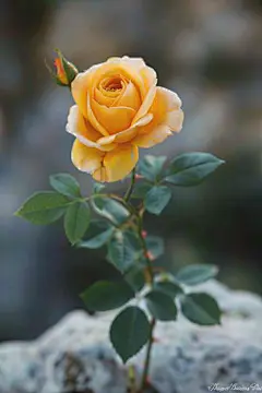 花卉植物玫瑰图片摄影图