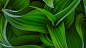 General 3040x1710 plants