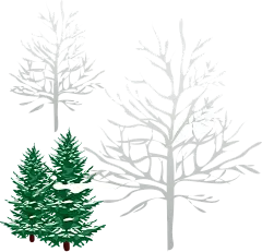 手绘雪松松树PNG免抠素材