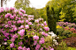 Wunderschöne Rhododendren in verschiedenen Farben und unterschiedlichen Sorten