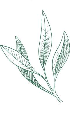 唯美森系树叶手绘绿色植物水彩线稿边框海报背景AI矢量PNG素材