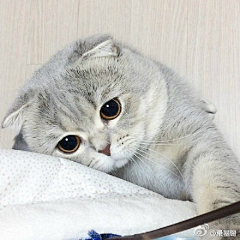 沐离♀采集到可爱折耳猫