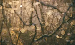 暖黄的金色色调模糊了自然背景