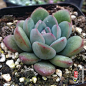 厚叶花月夜 Echeveria pulidonis cv