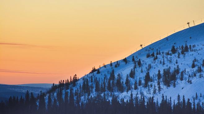 pine trees in snow c...